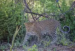 Stojící levhart natočený levým bokem s kresbou podobající se jaguáří kresbě – tedy s většími skvrnami někdy vyplněnými tečkou