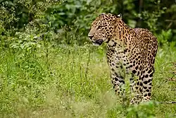 Samec levharta indického vyfocený v NP Nagarhole