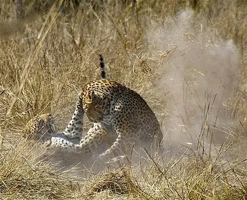 Dva levharti spolu zápasí, jeden leží na zemi na zádech