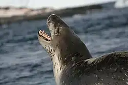 Tuleň leopardí ukazující svou hrozivou čelist plnou ostrých zubů.