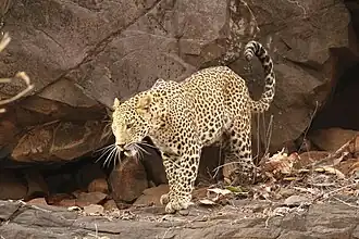 alternativní popis obrázku chybí