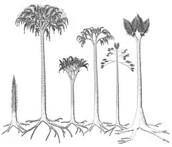 Ilustrace představující jednotlivé dřevnaté druhy