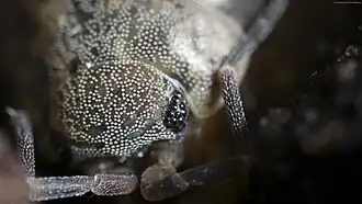 stínka drobná z podřádu Oniscidea