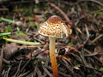 alternativní popis obrázku chybí