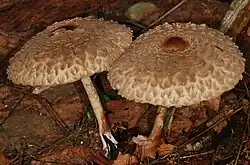 Bedla červenající