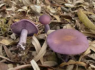 alternativní popis obrázku chybí