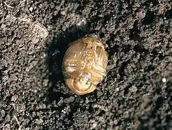 Kukla mandelinky nad zemí