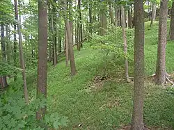 Les na Spravedlnosti