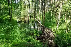 Lesní potok s bobří hrází