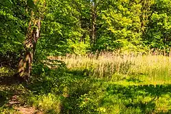 Lesní rybníček u Nového Přímu