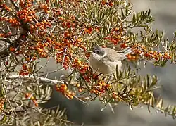 Pěnice sedící na bohatě plodící větvi hlošiny