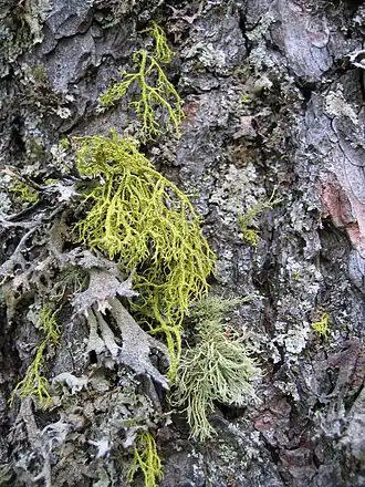 alternativní popis obrázku chybí