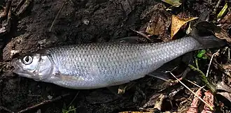 alternativní popis obrázku chybí