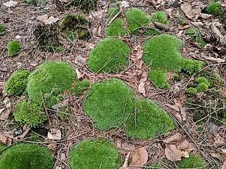 alternativní popis obrázku chybí