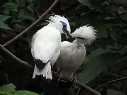 Dvojice majn Rothschildových