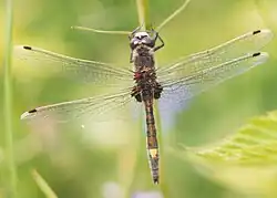 vážka jasnoskvrnná