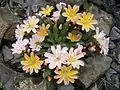 Lewisia longipetala 'Little Peach'