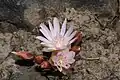 Levisie Lewisia rediviva