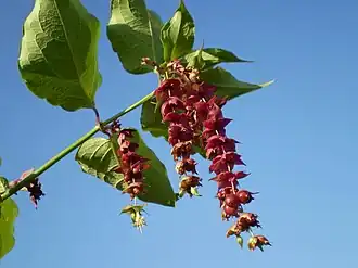 Plodenství Leycesteria formosa