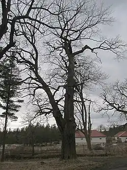 Libenov - chráněný dub