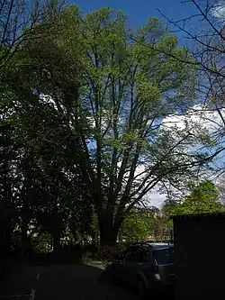 Buk v liberecké Klostermannově ulici