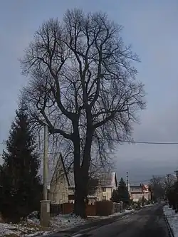 Podještědská lípa v Erbenově ulici v Liberci-Dolním Hanychově