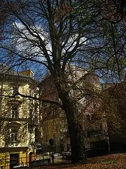 Buk ve Frýdlantské ulici v Liberci