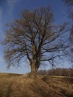 Dub na Orlí louce v Liberci-Vratislavicích