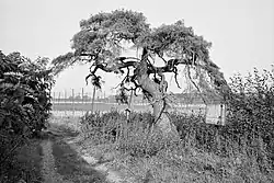 Libotenická borovice v roce 1987
