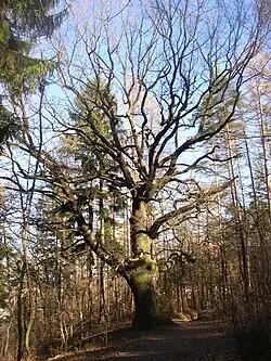 Dub na Beraníku od zjz. (únor 2008)