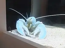 Světle modré zbarvení