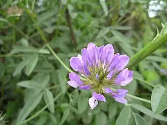 alternativní popis obrázku chybí