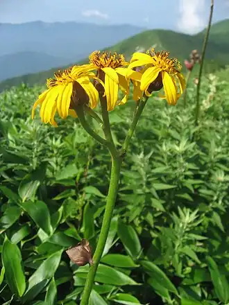 alternativní popis obrázku chybí