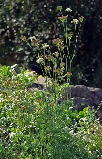 alternativní popis obrázku chybí