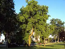 Liliovník v České Lípě