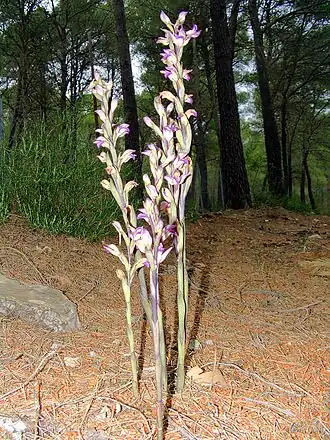 alternativní popis obrázku chybí