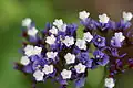 Limonka Limonium macrophyllum
