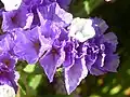 Limonka Limonium sinuatum
