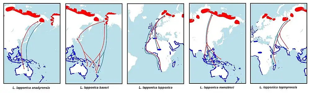 5 schematických map zobrazující rozšíření 5 poddruhů. Červeně vyznačená území na severní pokolouli označují hnízdiště, modře vyznačená území zobrazují zimoviště. Šipky ukazují migrační trasy.