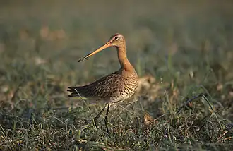 alternativní popis obrázku chybí