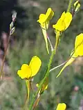 Lnice Linaria spartea
