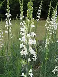 Lnice nachová (Linaria purpurea) 'Alba'