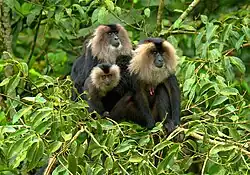 Lion-tailed macaque