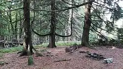 Vrchol hory Lipí (902 m n. m.)