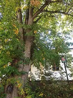 Lípa v Dobré Vodě