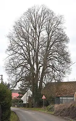 Památná lípa v Nové Vsi u Nepomuku