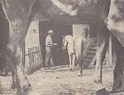 Lipicanci Mihe Frčeja, 1969