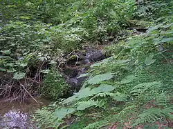 Lipkovský potok na horním toku