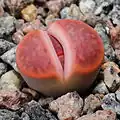 Lithops karasmontana