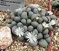 Lithops marmorata